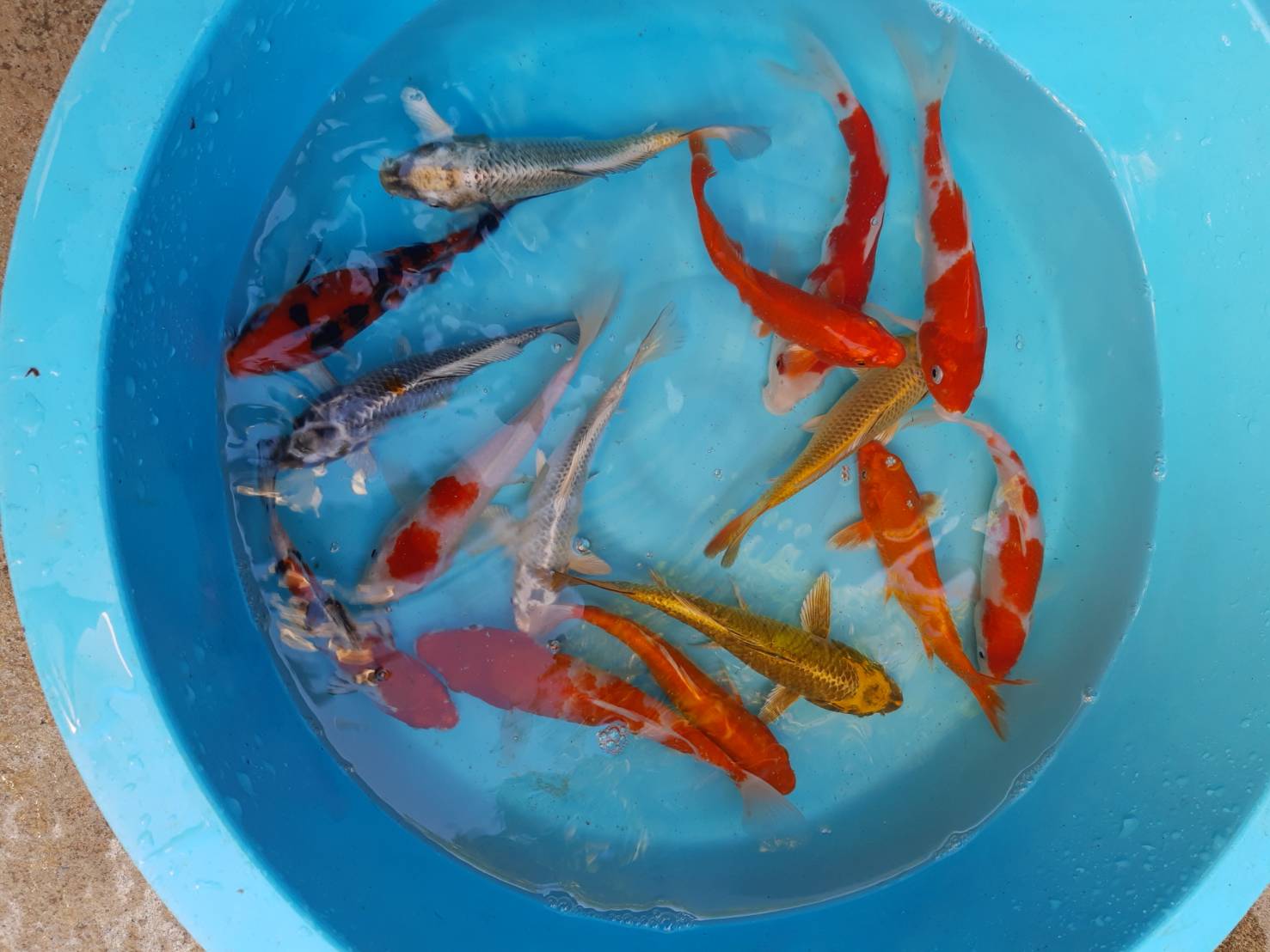 ลูกปลาคราฟ ปลาลูกนอกคัดเกรด ปลาคราฟขนาด 5 นิ้ว ขายปลาคราฟราคาถูก ราคาตัวละ 100 บาท