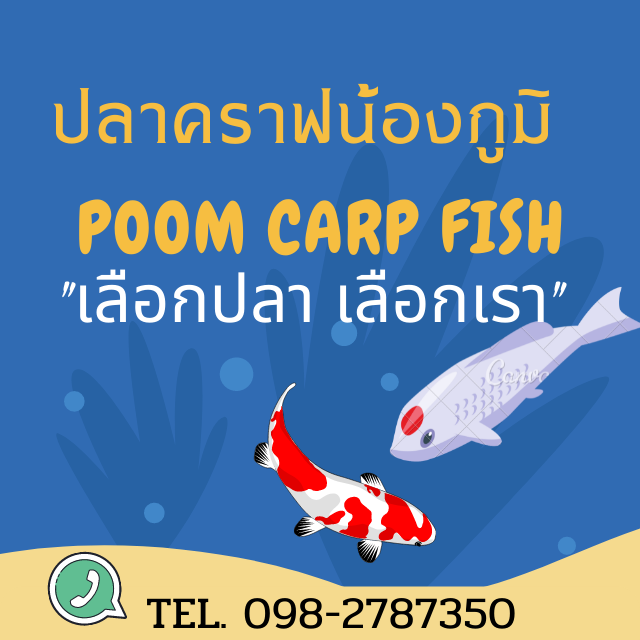 ปลาคราฟน้องภูมิ เลือกปลาเลือกเรา