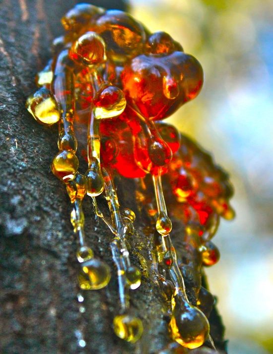 ผงอำพันบอลติกแท้ 100% Baltic Amber Resin จากประเทศลิทัวเนีย อโรมาเธอราพี สุคนธบำบัด สีเหลืองทอง กลิ่นต้นสนธรรมชาติ ช่วยฟื้นฟูสภาพผิวและลดริ้วรอย ใช้เป็นเครื่องประดับ - 50g