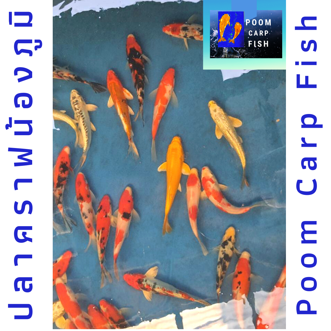 ลูกปลาคราฟ ปลาลูกนอกคัดเกรด ปลาคราฟขนาด 5 นิ้ว ขายปลาคราฟราคาถูก ราคาตัวละ 100 บาท