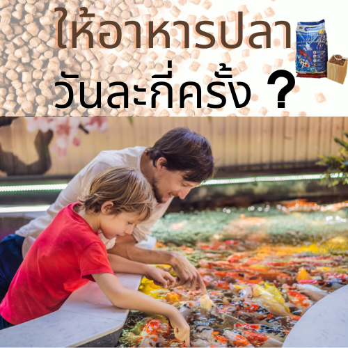 ให้อาหารปลาคาร์ฟวันละกี่ครั้ง
