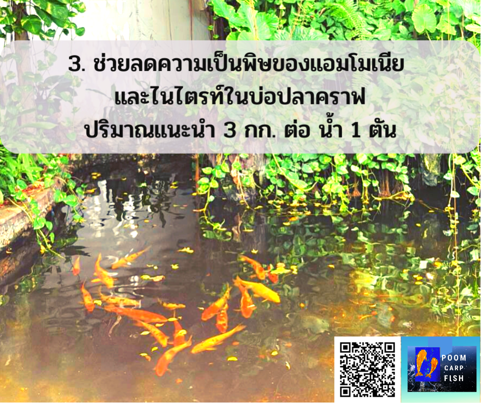 การใช้เกลือเลี้ยงปลาคาร์ฟ