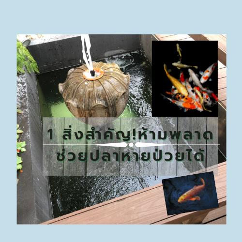 บ่อปลาคราฟ