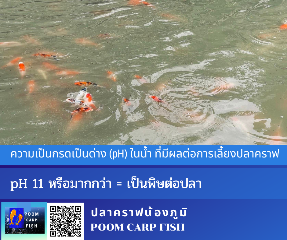 ค่าน้ำ pH เลี้ยงปลาคราฟ