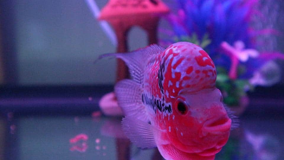 จำหน่ายปลาหมอสี flowerhorn for Sale
