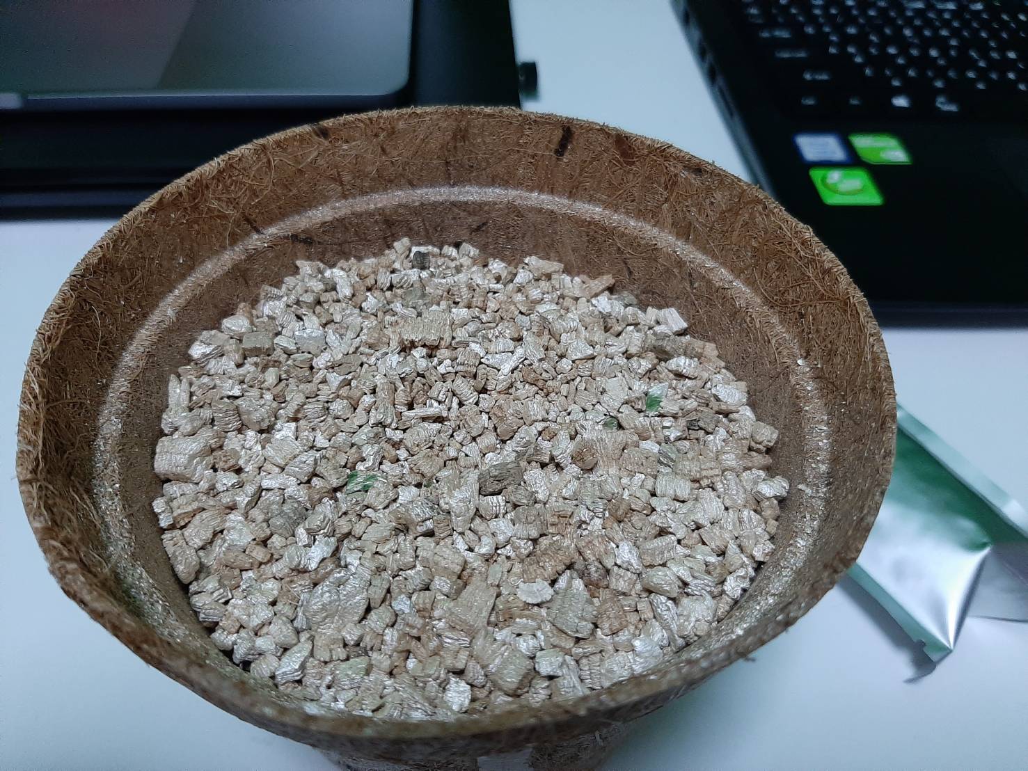 ชุดปลูกข้าวสาลีสำเร็จรูป ตั้งโชว์สวย ปลูกง่าย พร้อมปลูก