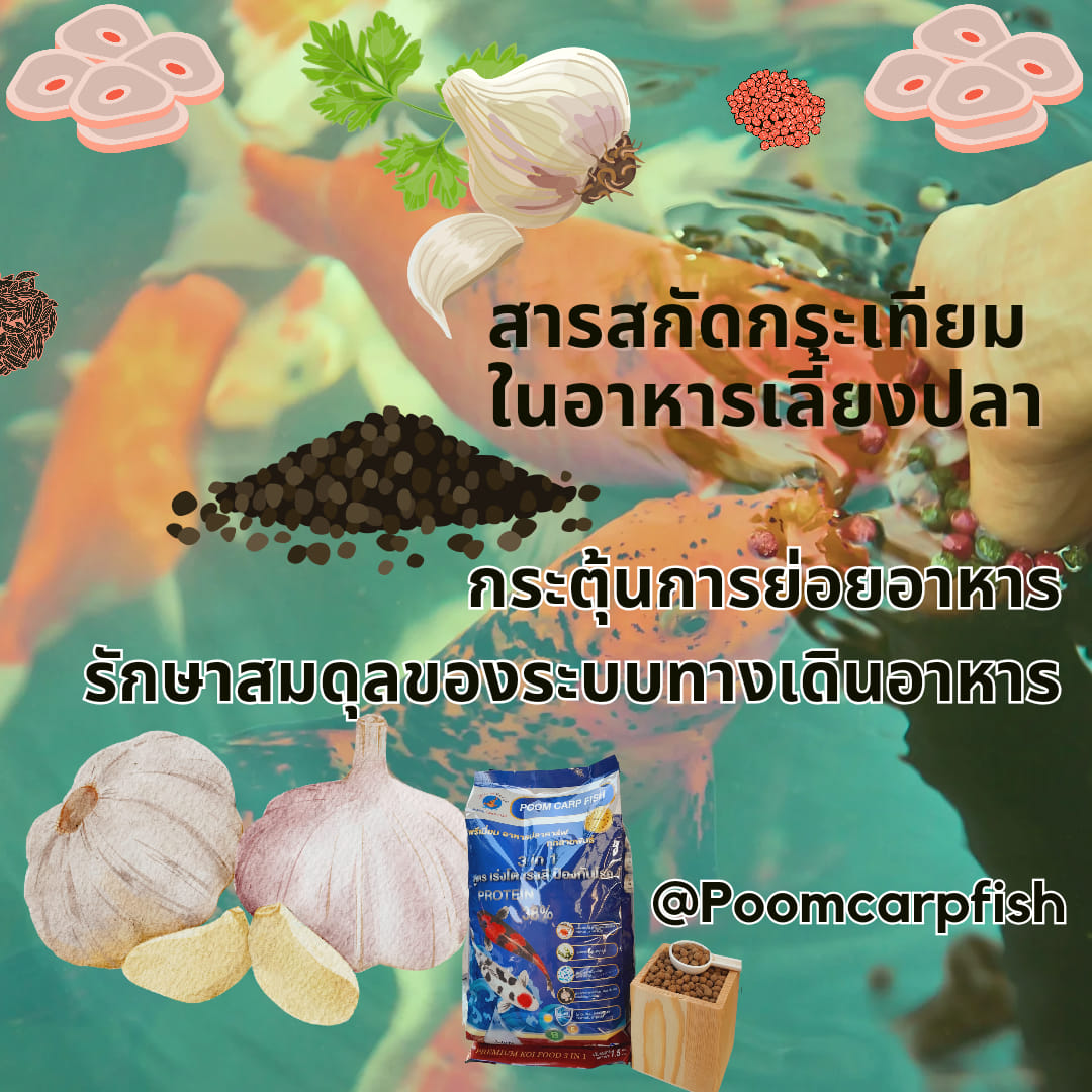สารสกัดกระเทียมในอาหารปลา