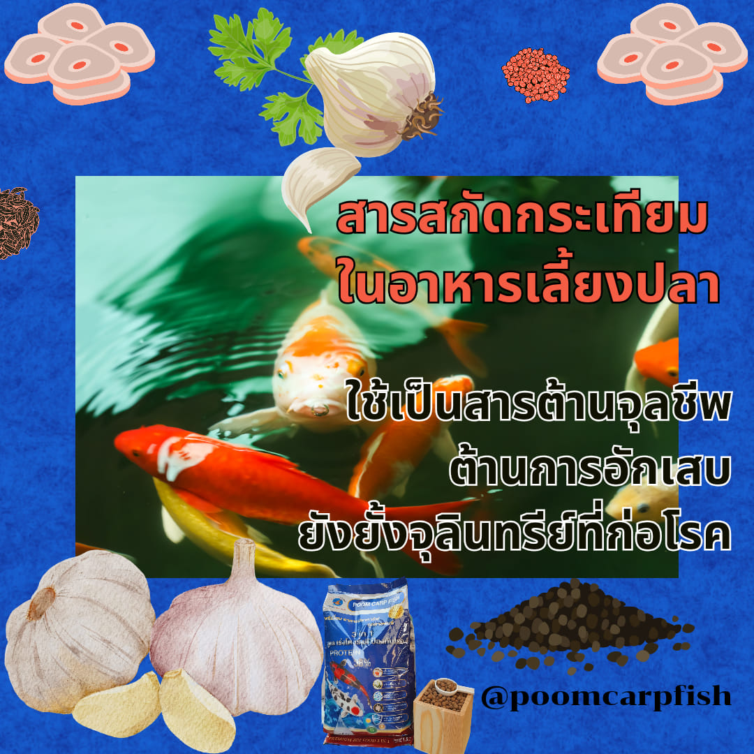 ประโยชน์กระเทียมในอาหารปลาคาร์ฟ