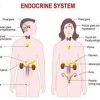 BELIEVE THE TRUTH ตอน สารรบกวนการทำงานของต่อมไร้ท่อ (endocrine disruptor) ตอนที่ 2
