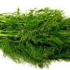 ตอน ผักชีลาว (Dill)