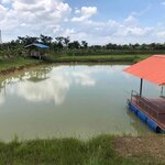 การเลี้ยงปลาคราฟในบ้านสวน