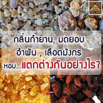 กลิ่นกำยาน (Frankincense) มดยอบ (Myrrh) อำพัน (Amber) เลือดมังกร (Dragron Blood) หอมแตกต่างกันยังไง?