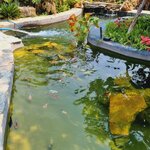 ถ้าคุณมีคาเฟ่เอง อยากเพิ่มบ่อปลาคาร์ฟไหม?