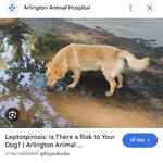 โรคฉี่หนู Leptospirosis ในหมาแมว และการป้องกัน การเลือกใช้วัคซีนรวมในหมา