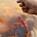 ทำไม ? นิยมเลี้ยงปลาคราฟที่บ้านพักอาศัย