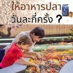 ให้อาหารปลาวันละกี่ครั้ง ?