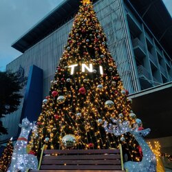 ต้นคริสต์มาสปลอมยอดนิยม สีสันของใบสน