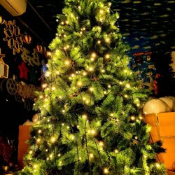 ให้เช่าต้นคริสต์มาส