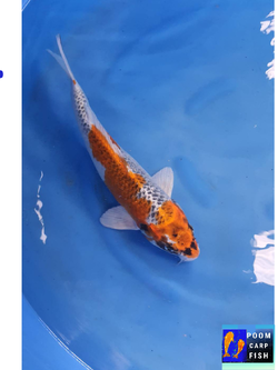 ปลาคราฟ คูจากุ ปลาคาร์ฟขนาดใหญ่ ขนาด 45 cm