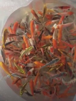 ลูกปลาคราฟ ปลาลูกนอก ขนาด 3 นิ้ว ขายส่งชุดละ 100 ตัว ลูกปลาคราฟราคาถูก