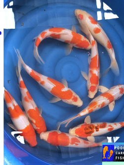 ปลาคราฟ "โคฮากุ" ขนาด 30 cm ตัวละ 1000