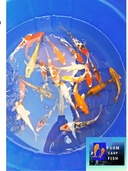 ลูกปลาคราฟ ปลาลูกนอกคัดเกรด ปลาคราฟขนาด 5 นิ้ว ขายปลาคราฟราคาถูก ราคาตัวละ 100 บาท