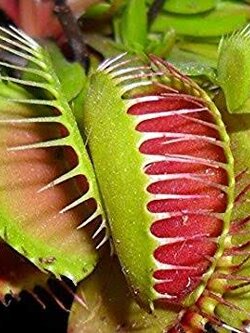 ต้นไม้ 🌱 กินแมลง กาบหอยแครงฟันฉลาม Venus Flytrap 🕷