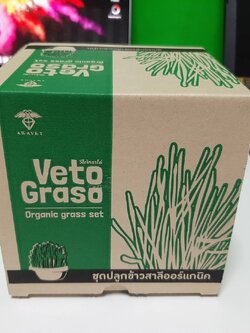 ชุดปลูกข้าวสาลีสำเร็จรูป ตั้งโชว์สวย ปลูกง่าย พร้อมปลูก