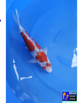 ปลาคราฟ โงชิกิ ปลา 5 สี สายพันธ์หาดูยาก ปลาคาร์ฟขนาดใหญ่ ขนาด 45 cm