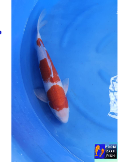 ปลาคราฟโคฮากุ สีแดงขาว หุ่นดีงาม ปลาคาร์ฟขนาดใหญ่ ขนาด 45 cm