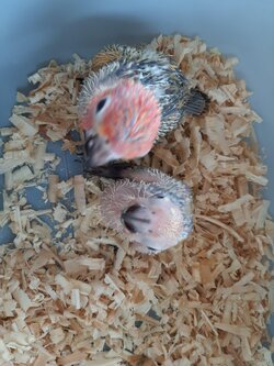 นกลูกป้อน ซันคอนัวร์ น่ารัก 🦜