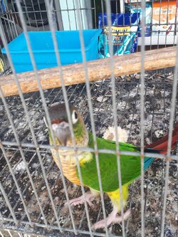 กรีนชีค ลูกป้อน 🦜