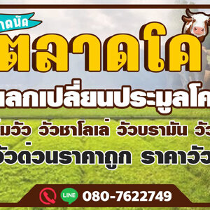 รถกระบะส่งวัว โทร 088-9952629 วัว ควาย รถรับจ้างขนสัตว์ ขนแพะ ขนแกะ ขนโค ขนกระบือ ขนส่งสัตว์ ทุกชนิด ทั่วประเทศ