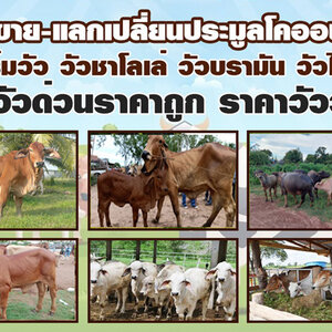 การเลี้ยงวัวแม่พันธุ์ โทร 080-7622749 ตลาดนัดซื้อ-ขายแลกเปลี่ยนวัว ฟาร์มวัว วัวชาโลเล่ วัวบรามัน วัวไทย