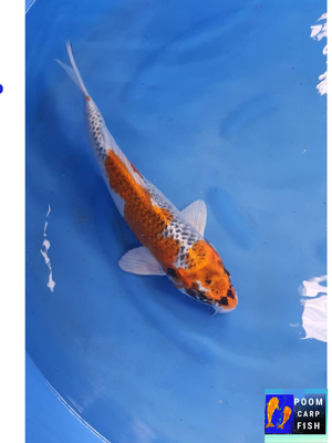 ปลาคราฟ คูจากุ ปลาคาร์ฟขนาดใหญ่ ขนาด 45 cm