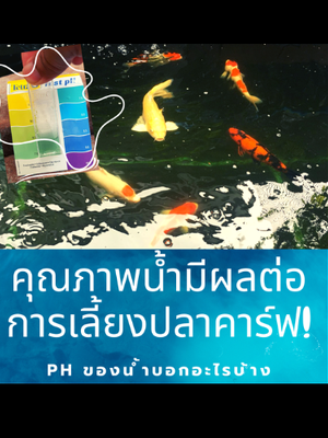 ความเป็นกรดเป็นด่าง pH ในน้ำ ที่มีผลต่อการเลี้ยงปลาคราฟ / คุณภาพน้ำในบ่อปลาคาร์ฟ ของคุณเป็นแบบไหน