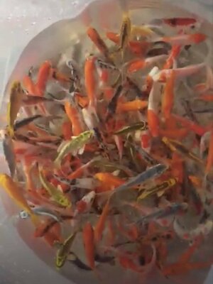 ลูกปลาคราฟ ปลาลูกนอก ขนาด 3 นิ้ว ขายส่งชุดละ 100 ตัว ลูกปลาคราฟราคาถูก