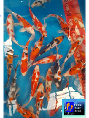 ลูกปลาคราฟ ปลาลูกนอกคัดเกรด ปลาคราฟขนาด 7 นิ้ว ขายปลาคราฟราคาถูก ราคาตัวละ 250 บาท