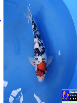 ปลาคราฟตันโจโชว่า หัวสวยงาม ดำวางดี ปลาคาร์ฟขนาดใหญ่ ขนาด 40 cm