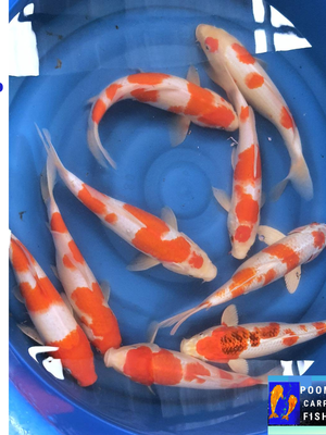 ปลาคราฟ "โคฮากุ" ขนาด 30 cm ตัวละ 1000