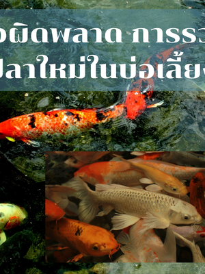 ขัอผิดพลาดของคนส่วนใหญ่ ในการรวมปลา ได้ปลาคราฟมาใหม่ต้องรู้สิ่งนี้ !! ก่อนนะครับ
