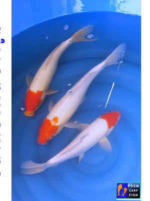 ปลาคราฟ "ตันโจ" หัวแดงสวยงาม ขนาด 10 นิ้ว ตัวละ 1000