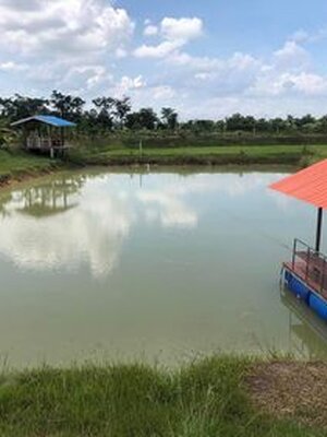การเลี้ยงปลาคราฟในบ้านสวน