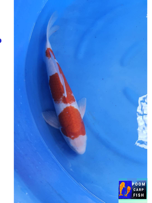 ปลาคราฟโคฮากุ สีแดงขาว หุ่นดีงาม ปลาคาร์ฟขนาดใหญ่ ขนาด 45 cm