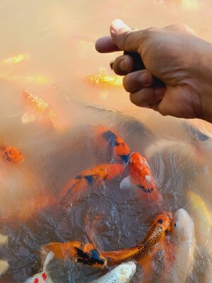 ทำไม ? นิยมเลี้ยงปลาคราฟที่บ้านพักอาศัย