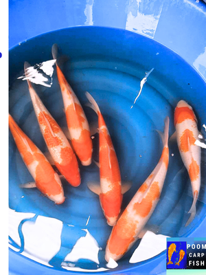 ปลาคราฟ "โคฮากุ" ขนาด 35-38 cm ตัวละ 1,500