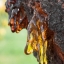 อำพันบอลติกแท้ 100% Baltic Amber Resin จากประเทศลิทัวเนีย อโรมาเธอราพี สุคนธบำบัด สีเหลืองทอง กลิ่นต้นสนธรรมชาติ ช่วยฟื้นฟูสภาพผิวและลดริ้วรอย ใช้เป็นเครื่องประดับ - 50g